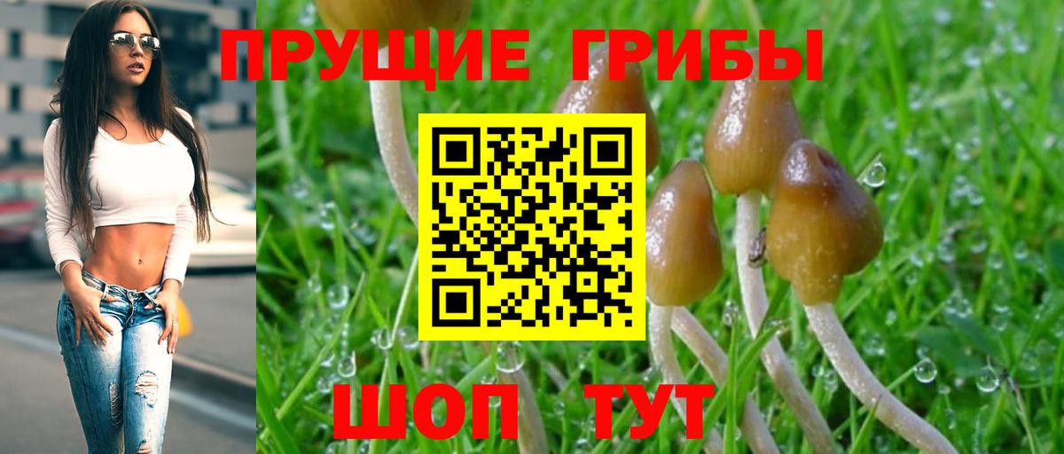 цена наркотик  Псилоцибиновые грибы GOLDEN TEACHER  Вход с VPN  Анжеро-Судженск 